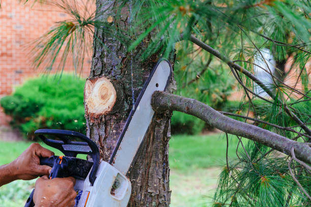 How Our Tree Care Process Works  in Colesville, MD